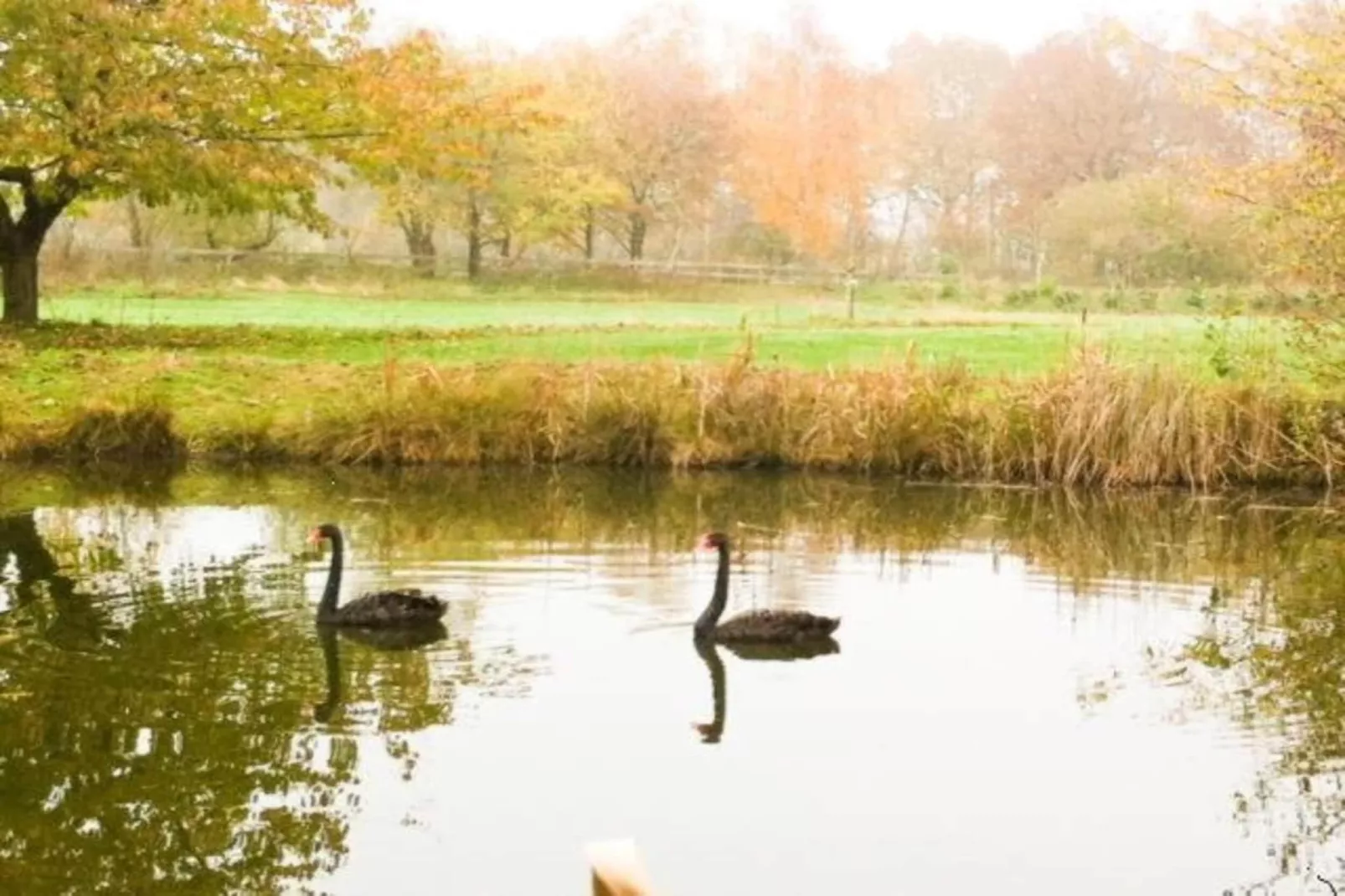 Ferienresort Bad Bentheim 18-Areas within 20km in summer