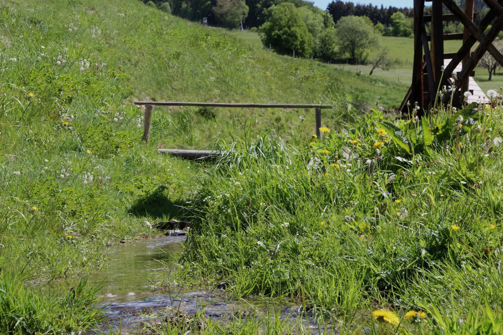 Dachsbau-Areas within 1km in summer