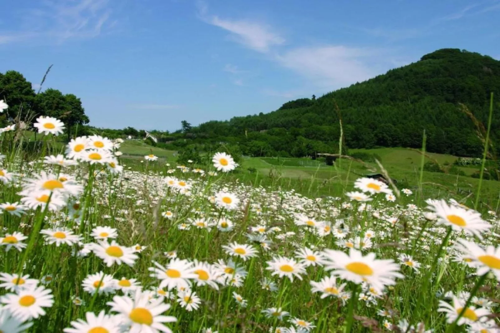 Bergresort Winterberg 1 - Areas within 20km in summer