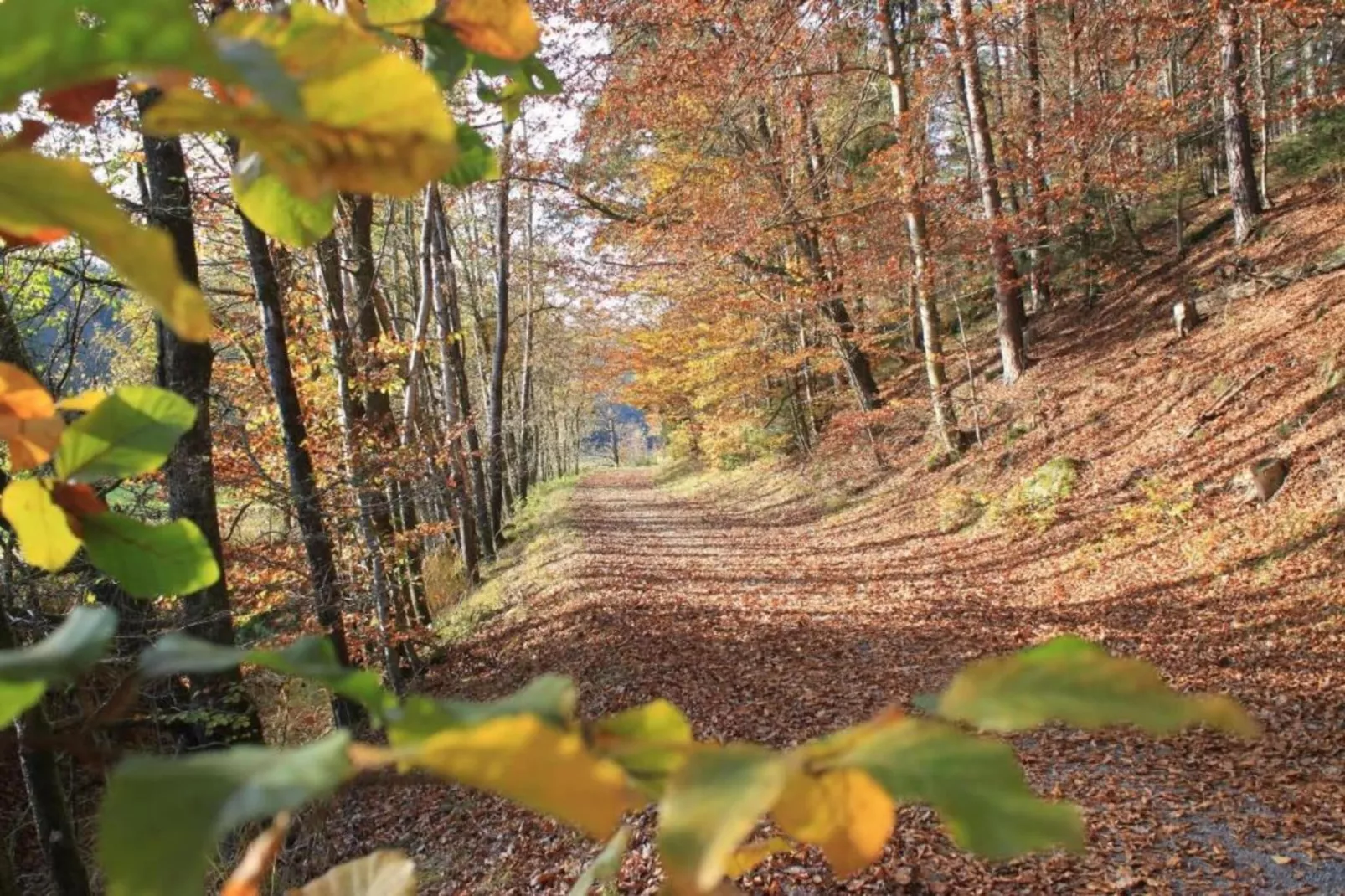 Feriendorf Waldbrunn 1-Gebiete Sommer 20 km