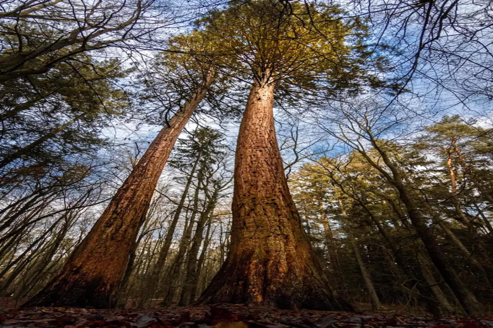 Chalet - 3 Personen-Gebiete Sommer 5 km