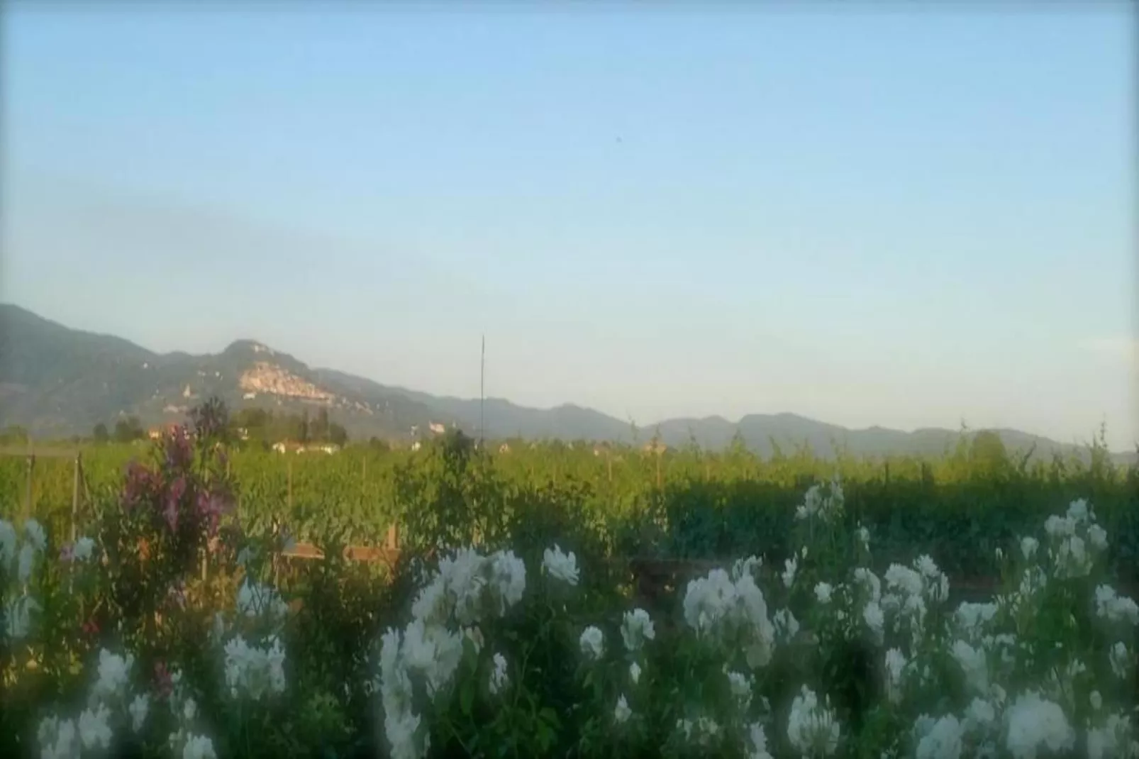 Cipresso-Areas within 20km in summer