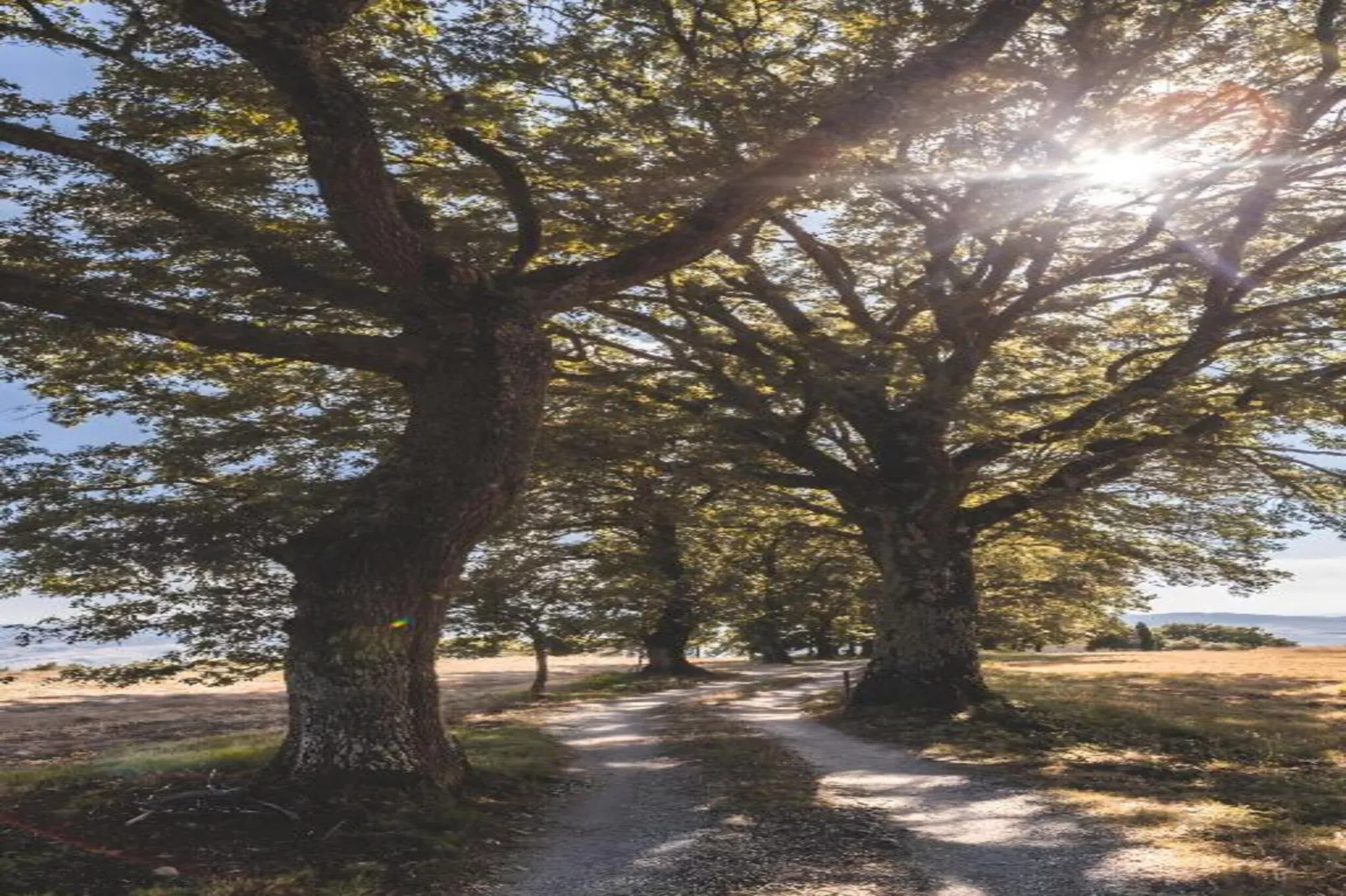Tarugi-Gebiete Sommer 5 km