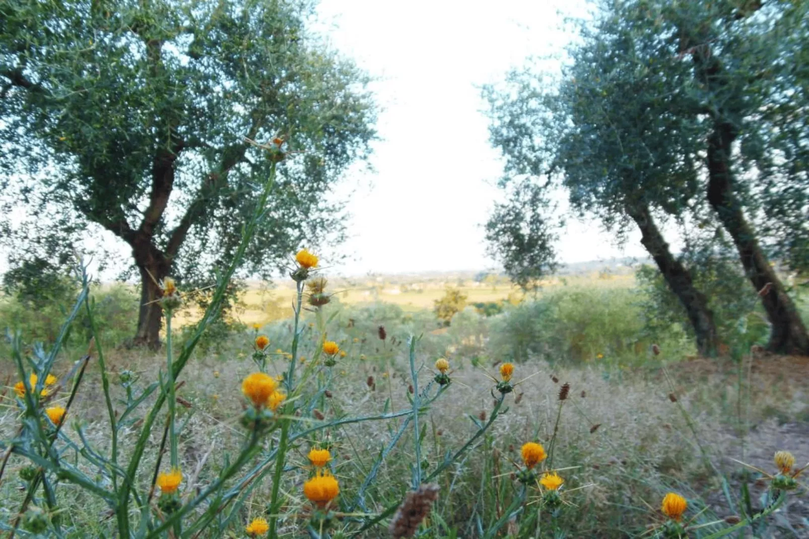 Mandorlo-Areas within 20km in summer