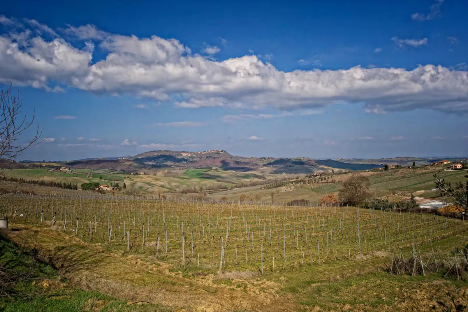 Paulonia-Areas within 20km in summer