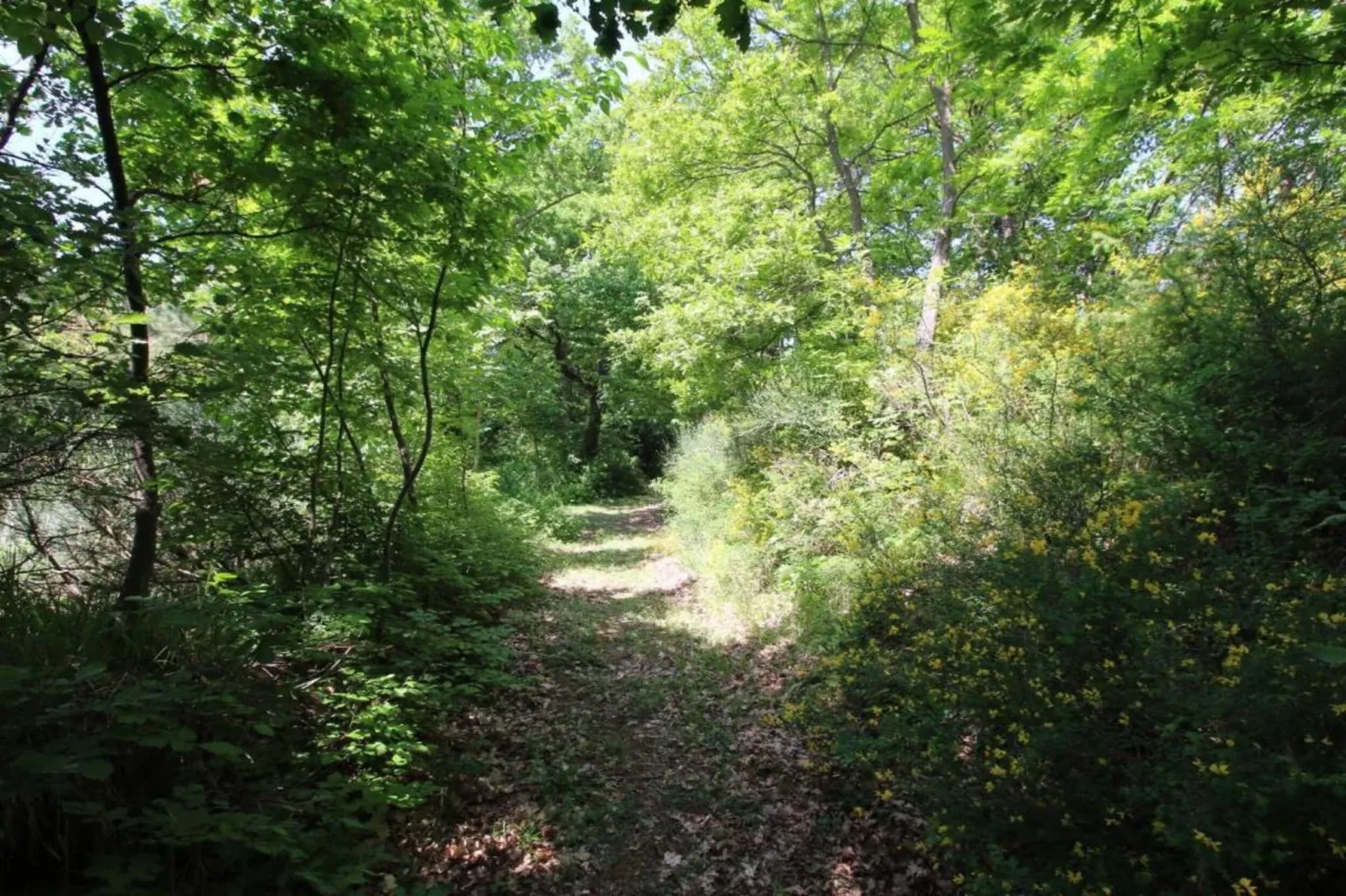 Cucciolo-Areas within 20km in summer