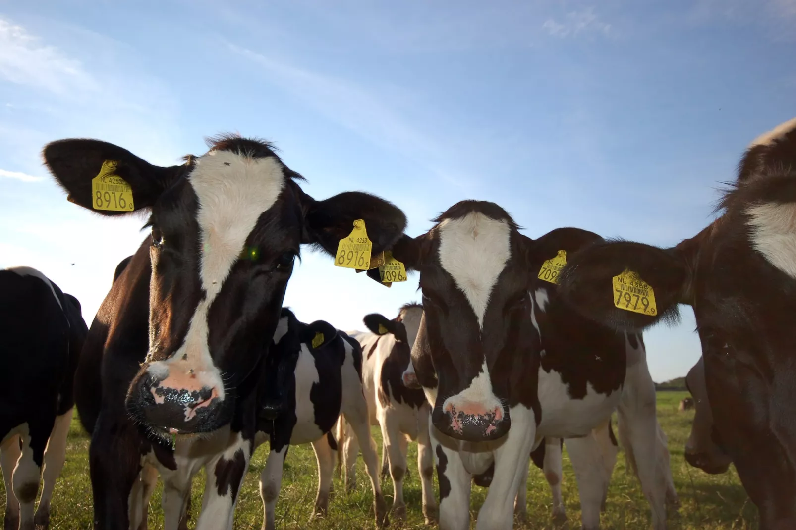 Recreatiepark Wiringherlant - Wiringher Chalet 83-Ambiance