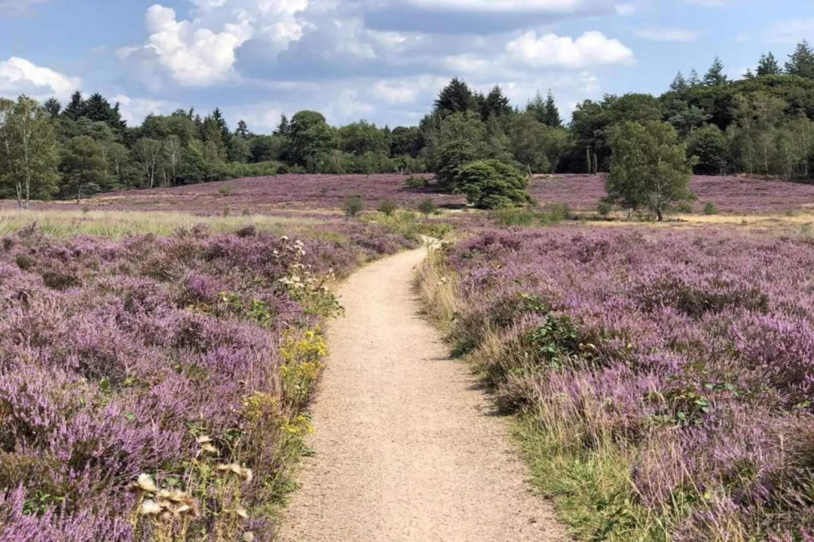 De Veluwse Hoevegaerde 1-Areas within 5km in summer