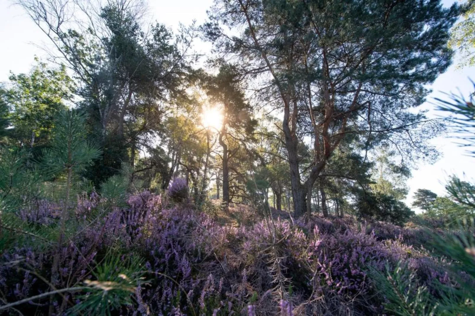 Buitenplaats Holten 8-Areas within 5km in summer