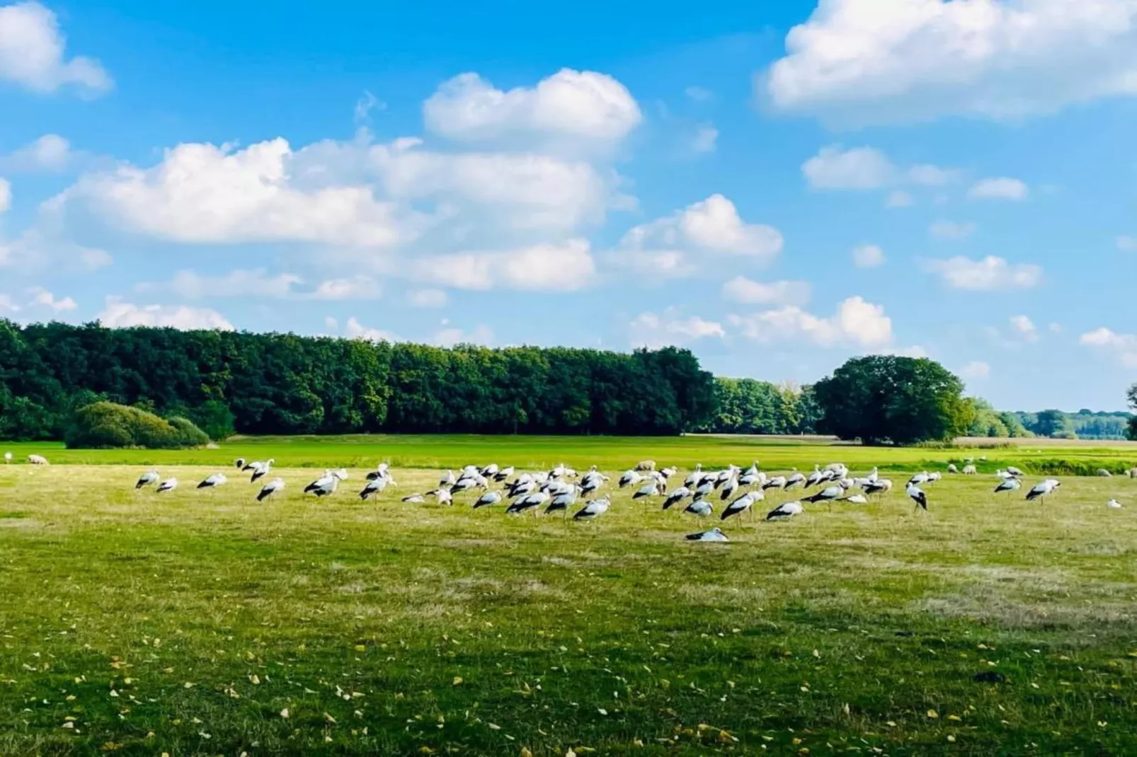 Vakantiepark de Vossenburcht 2-Areas within 20km in summer