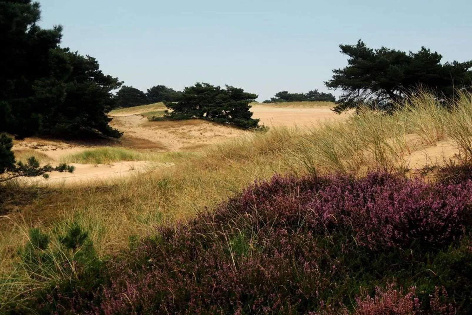 RCN Vakantiepark de Roggeberg 5-Areas within 20km in summer