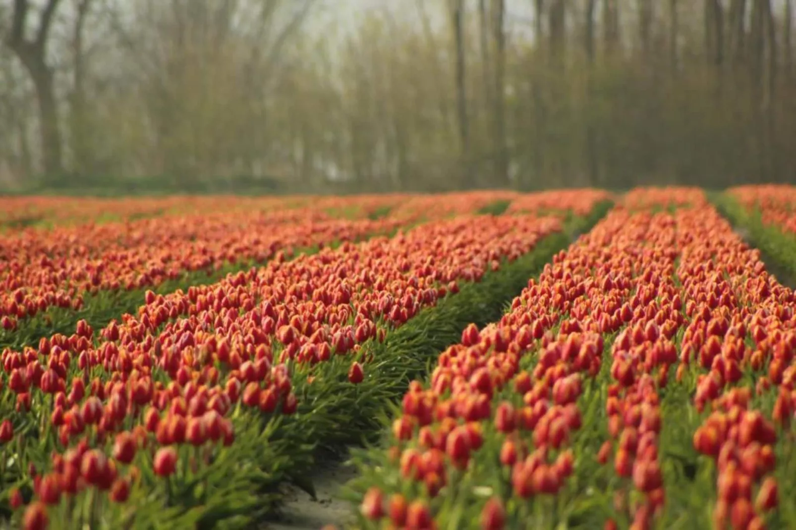 Enkhuizen-Zones été à 20 km