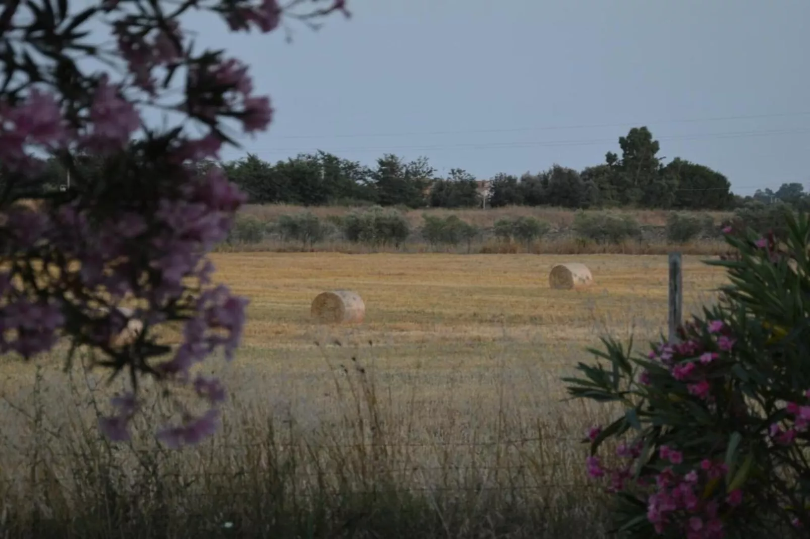 Lavanda-Areas within 20km in summer