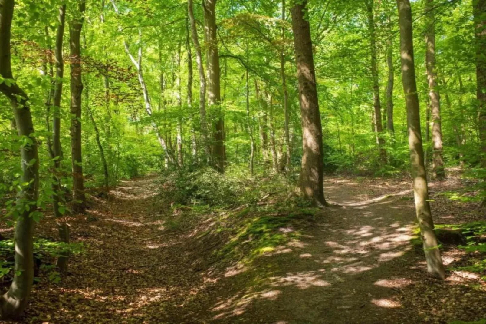 Hulshorsterhout-Areas within 20km in summer