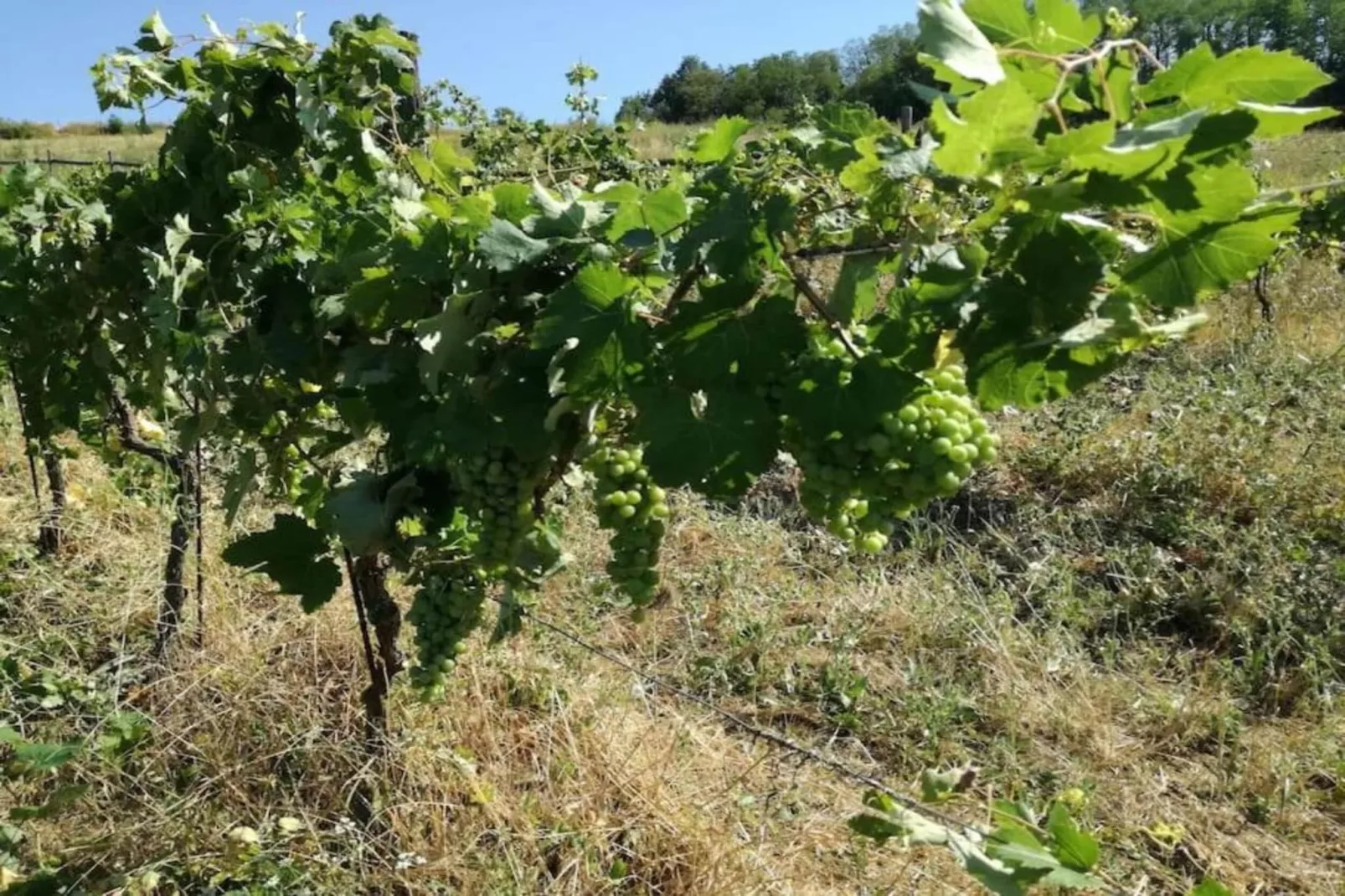 BB Montemarzino-Areas within 20km in summer