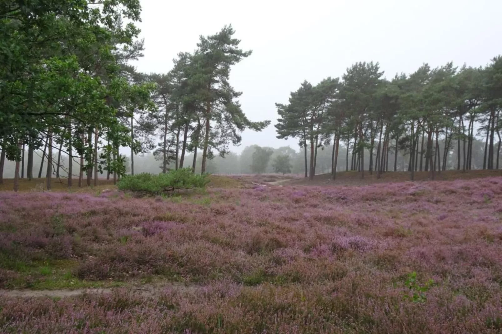 Vakantiepark Schaijk 10-Gebiete Sommer 5 km