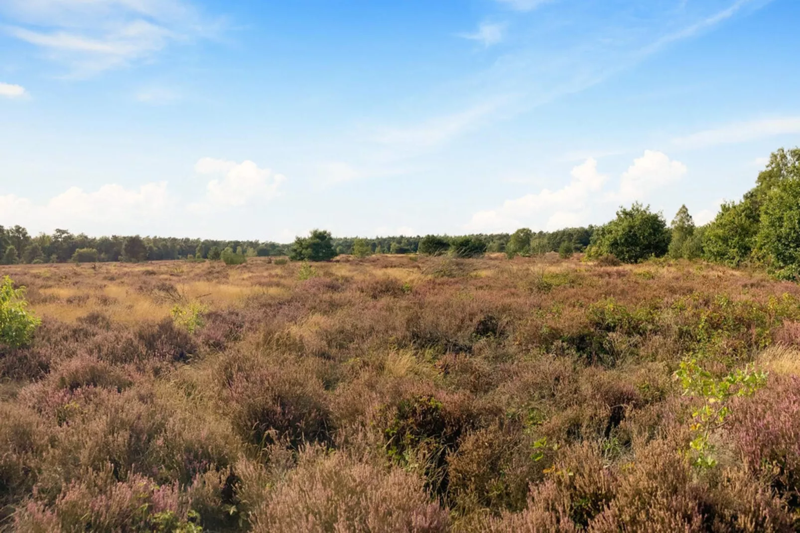 Dwergarend 17-15 - Areas within 20km in summer