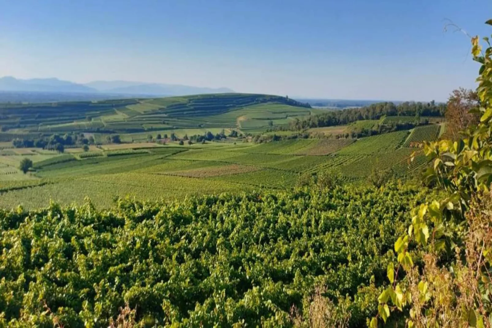 Van Gogh-Areas within 20km in summer