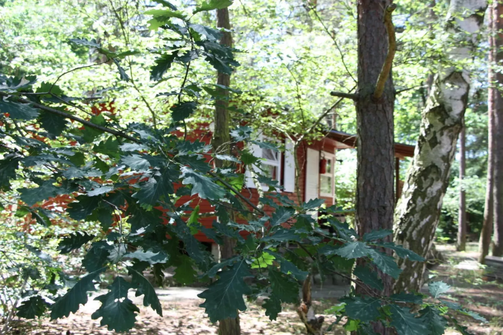 37334-Gardens in summer