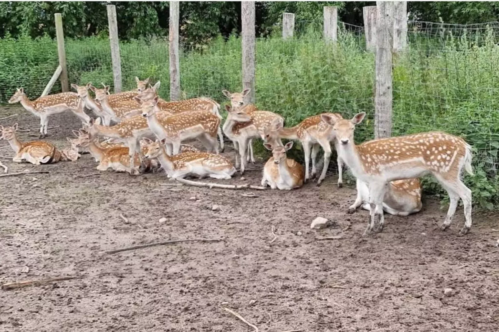 4 person holiday home in Grevinge-By Traum-Untagged