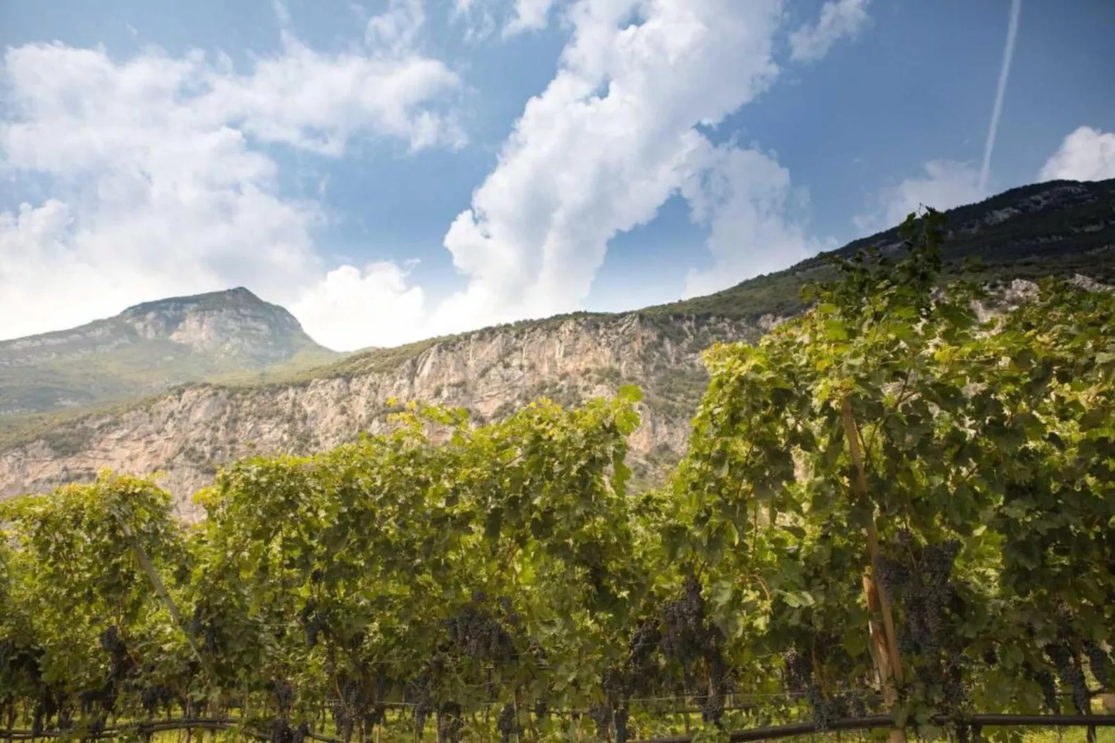 Appartamento Vrikshasana-Areas within 20km in summer