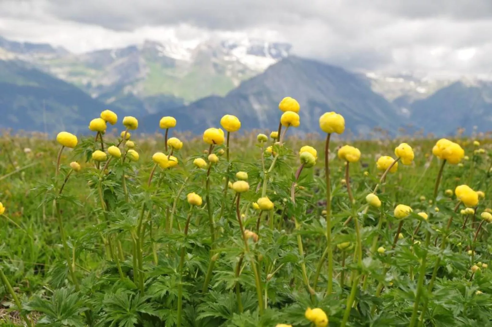 Mayens de l'Ours AZ 032 - MOUNTAIN apartment 6 p-Gebiete Sommer 5 km