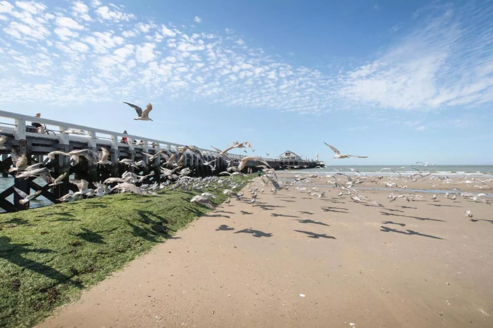 SEASIGHT - 31-Gebiete Sommer 1 km