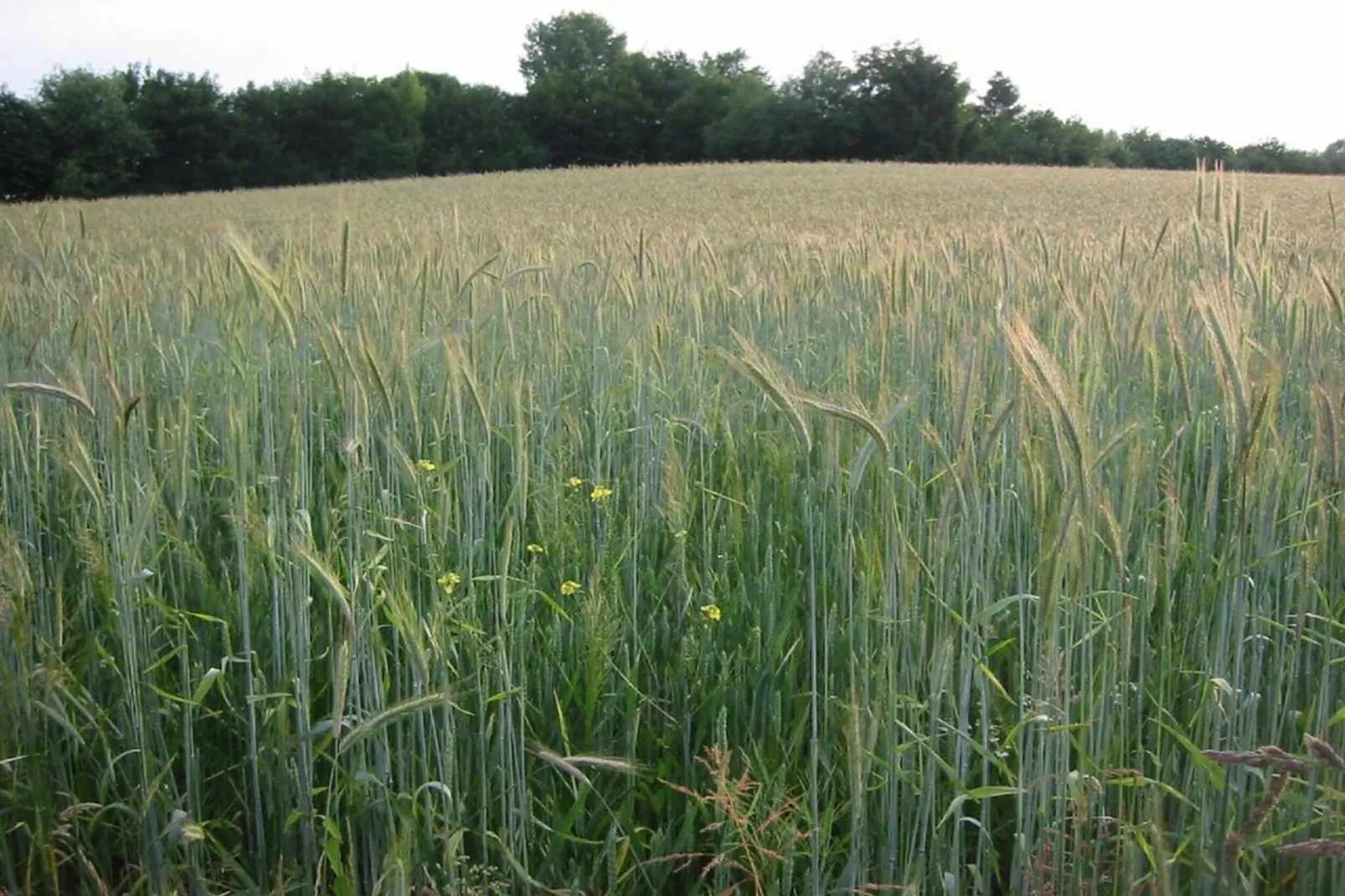 Ravenbosch - Sauna-Areas within 20km in summer