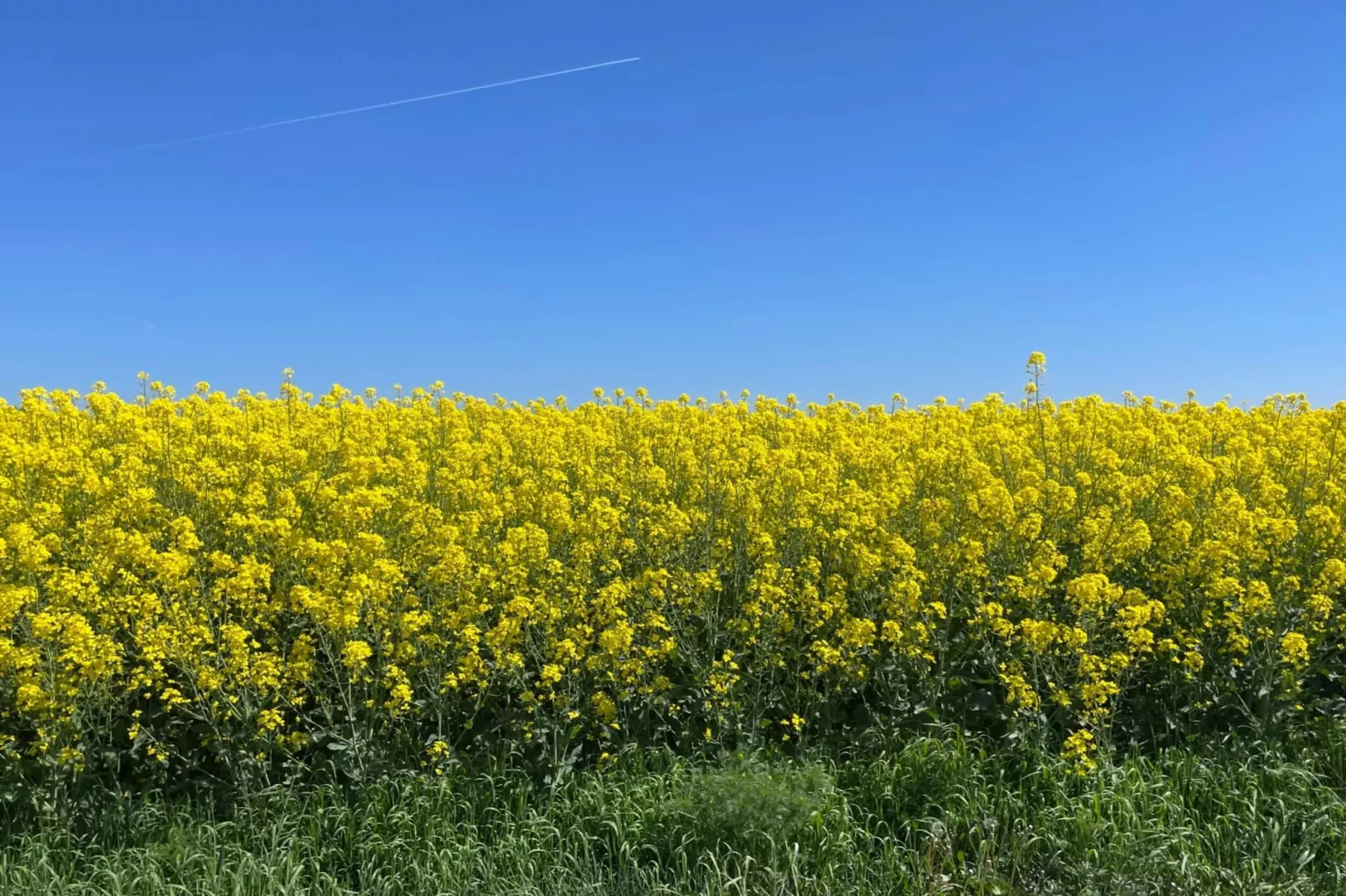 Lägenhet med 1 säng-Untagged