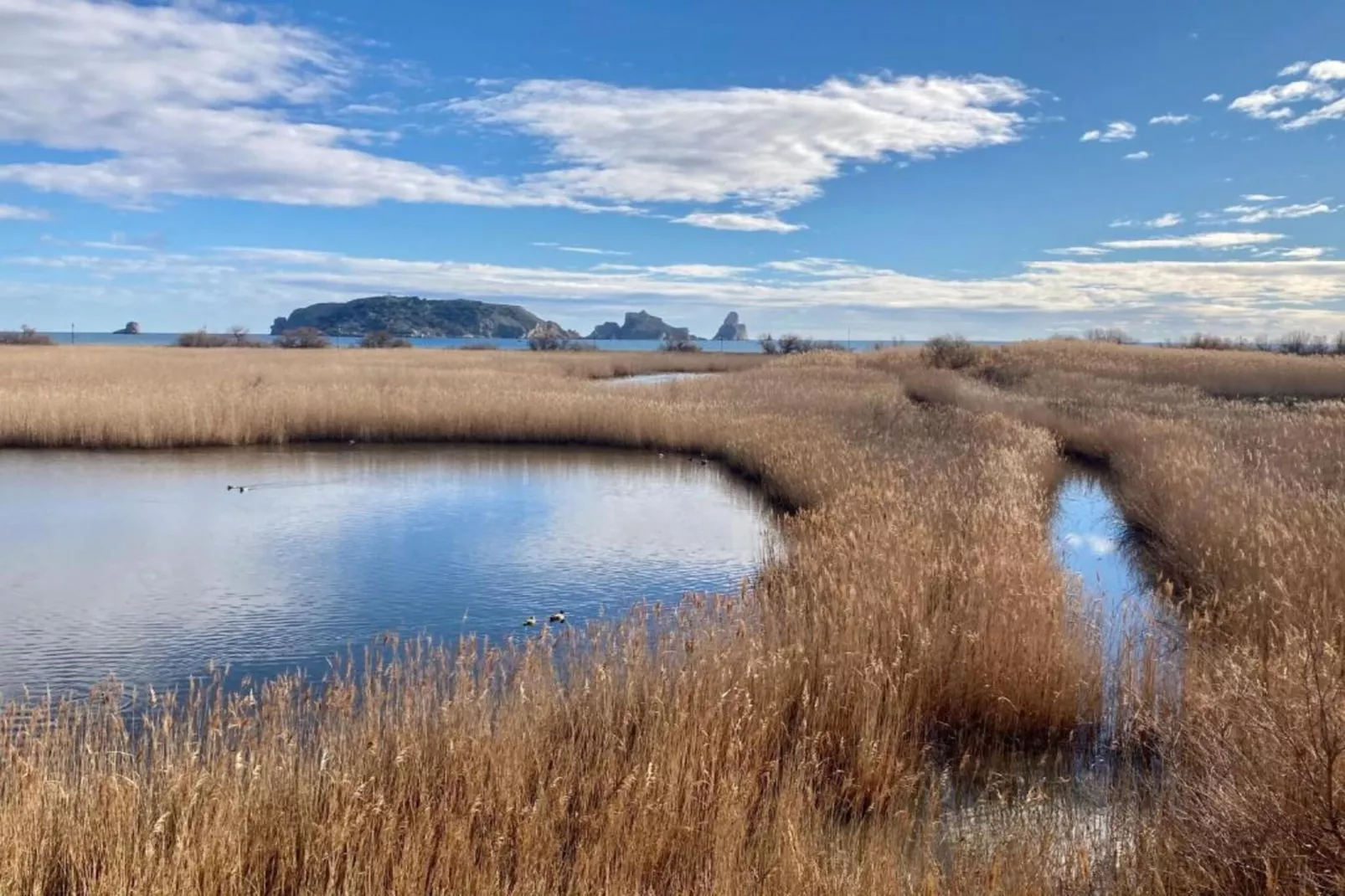 ARGONAVIS 117-Areas within 1km in summer