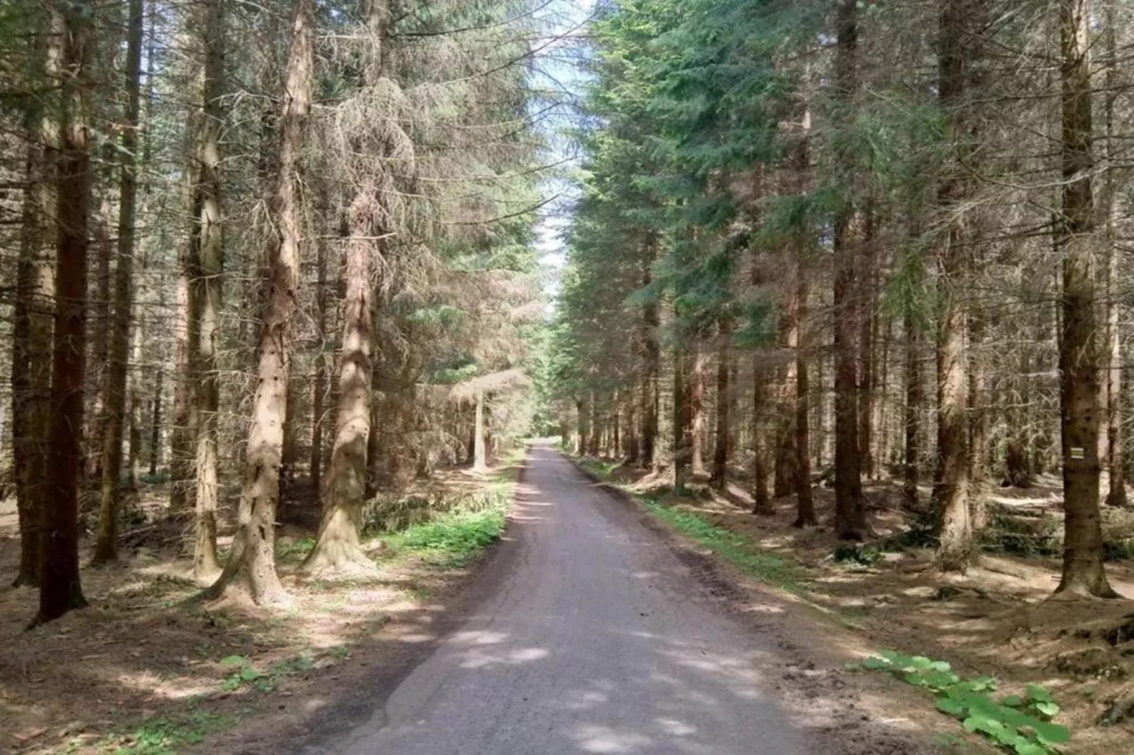 Barbora-Areas within 5km in summer