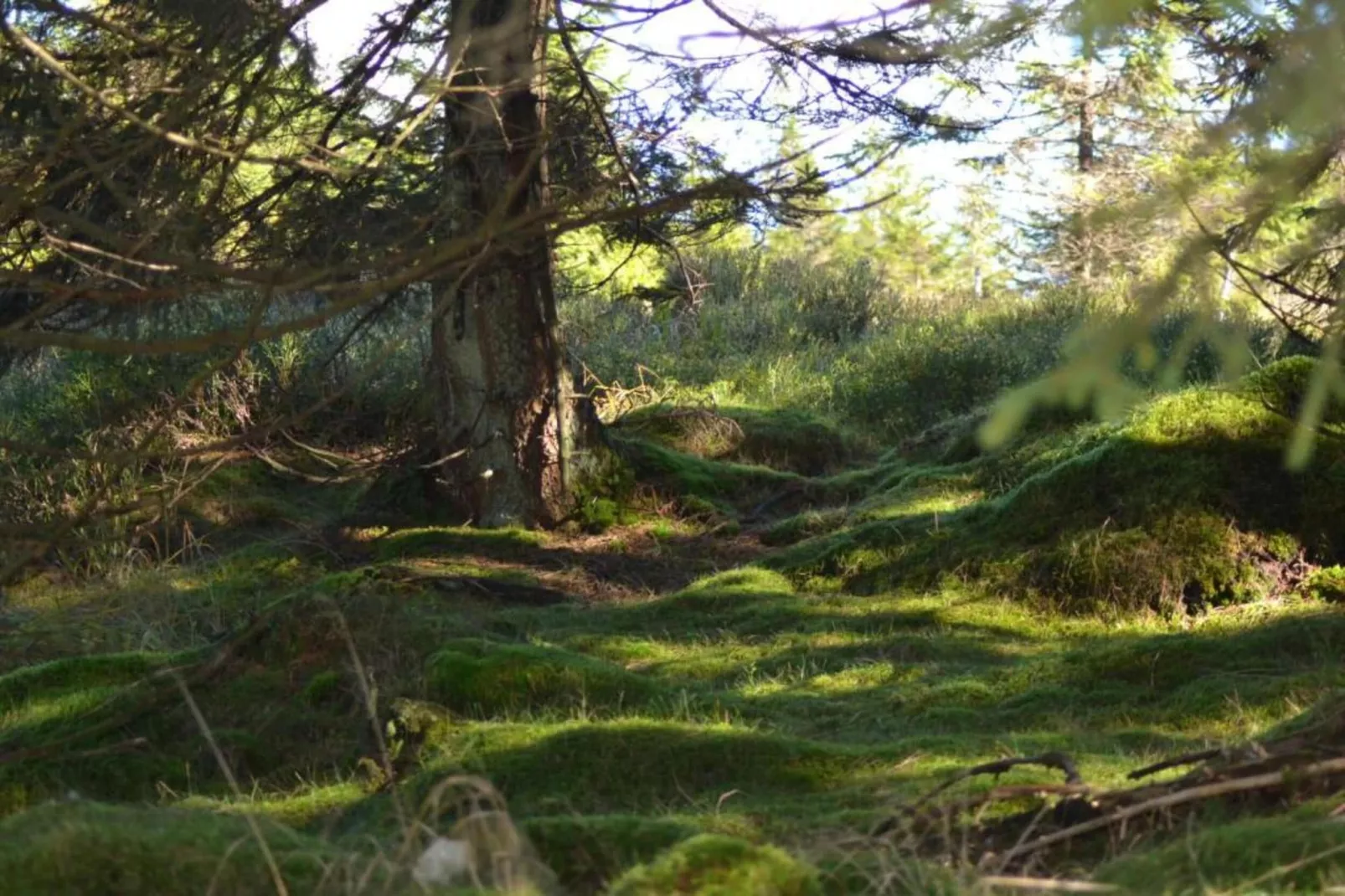 Spiegeltal-Zones été à 5 km