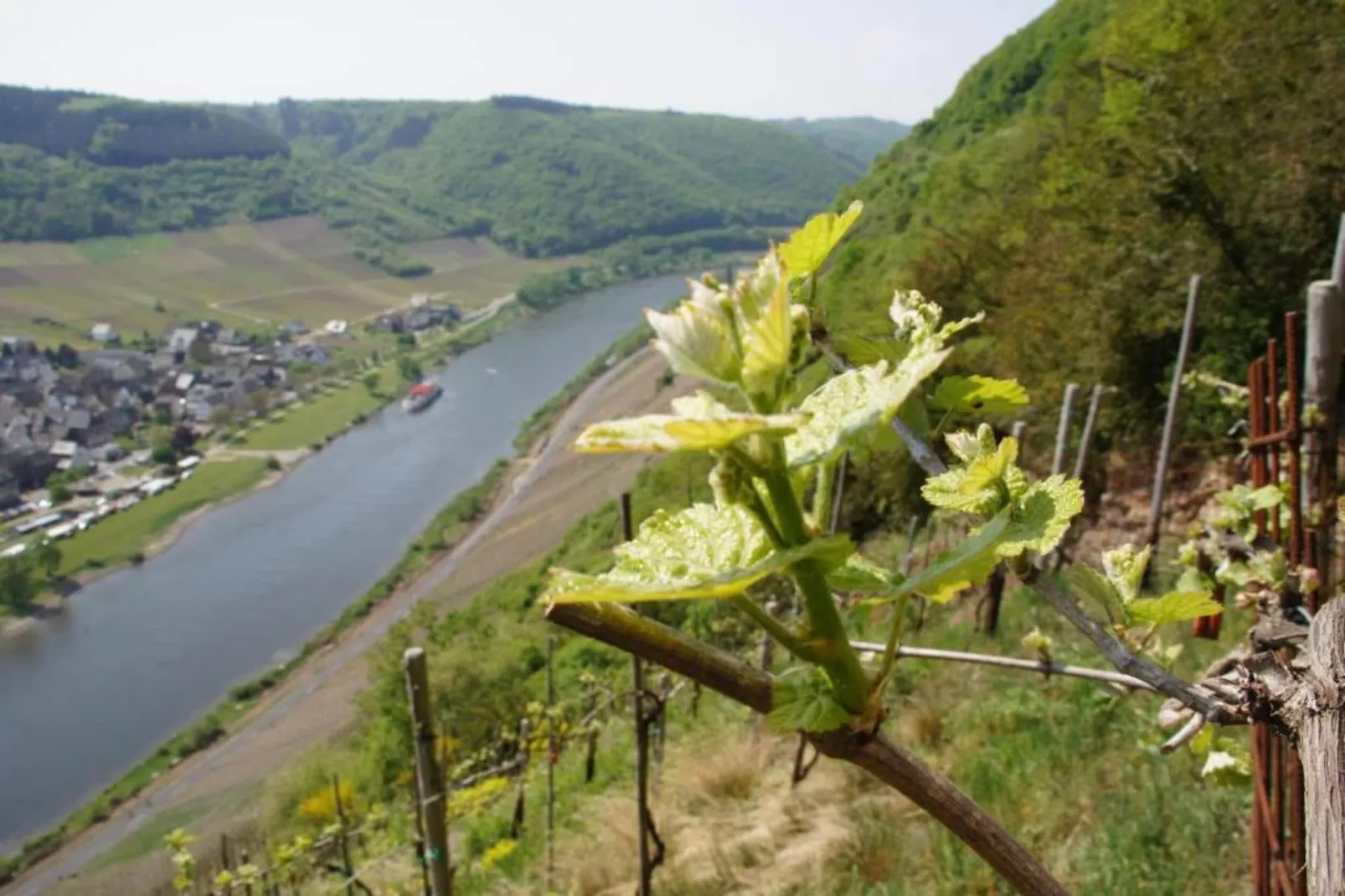 Weingut Hausmann-Gebiete Sommer 20 km