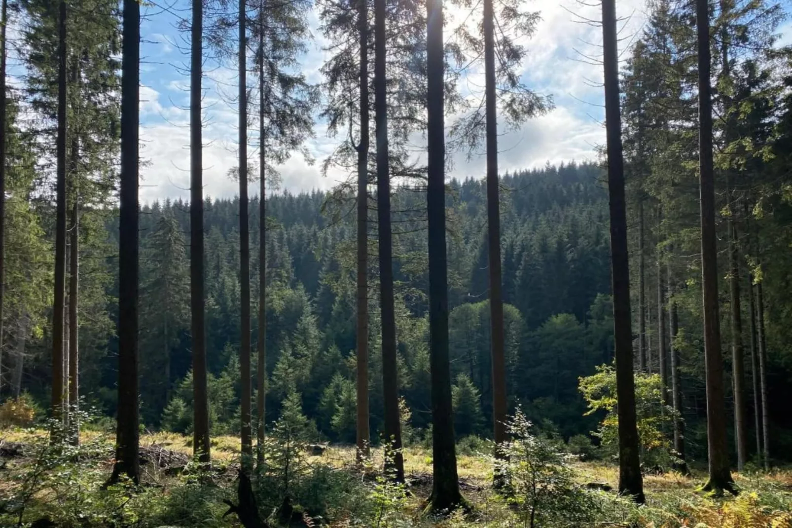 Bergresort Winterberg 1 - Areas within 20km in summer