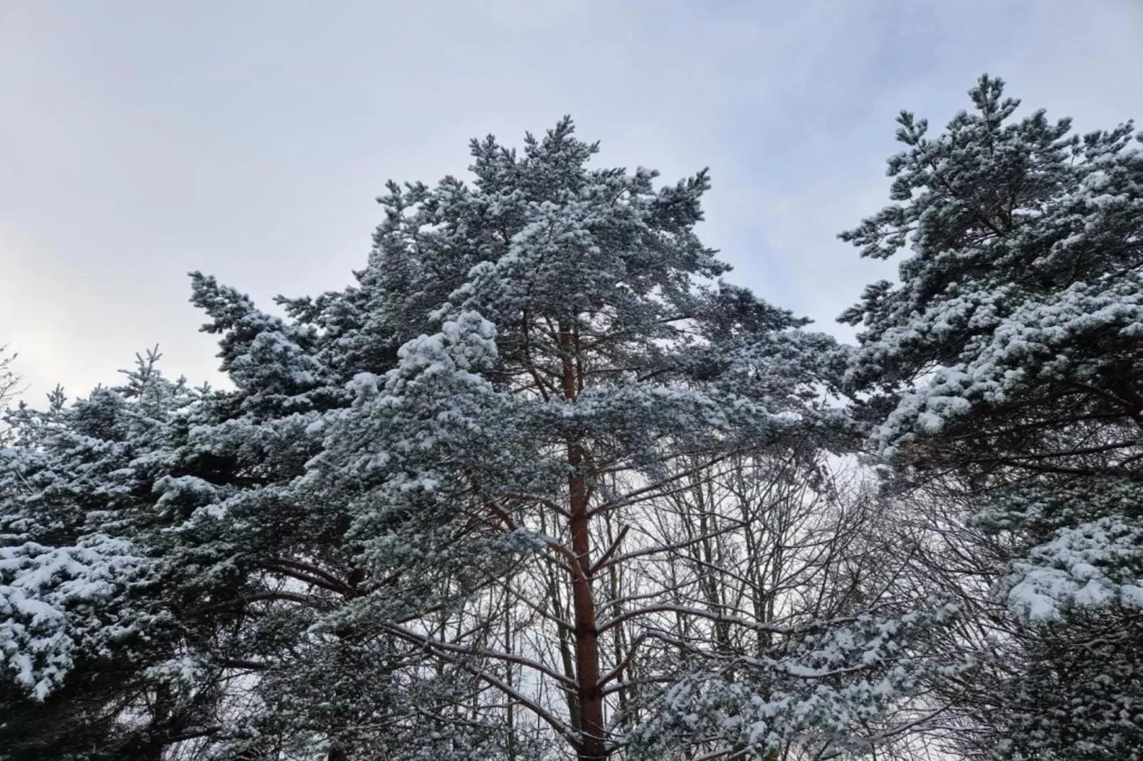 Sonnenschein-Area within 20km in winter