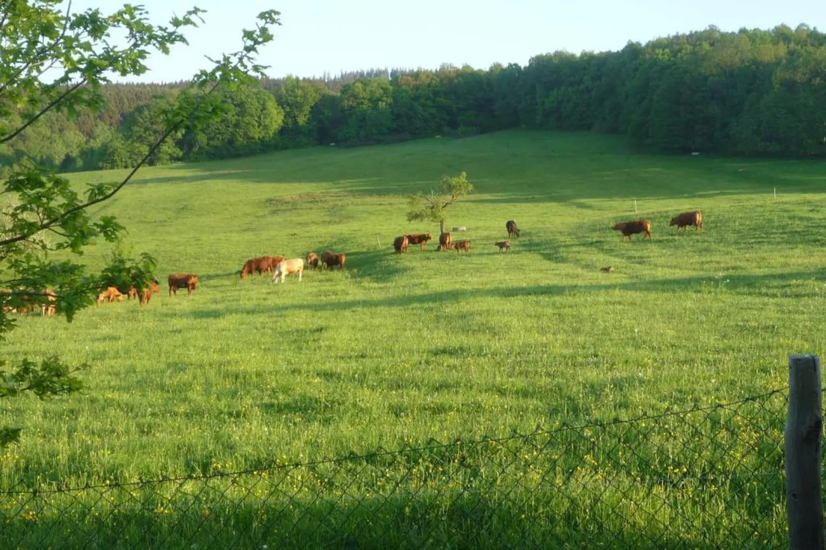 Thüringer Wald-Gebiete Sommer 20 km