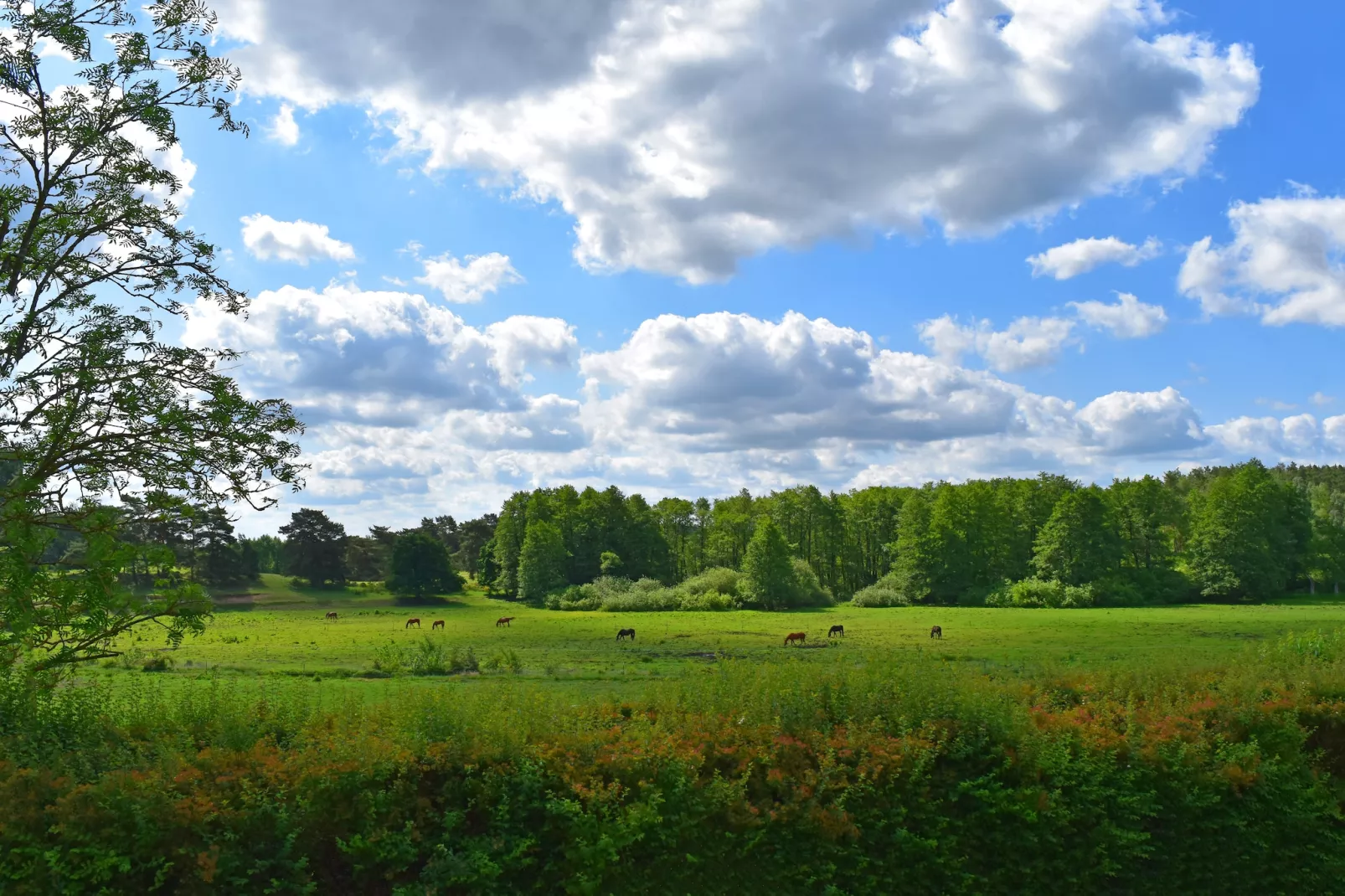 Doppelhaus Seepferdchen-Vue d'été