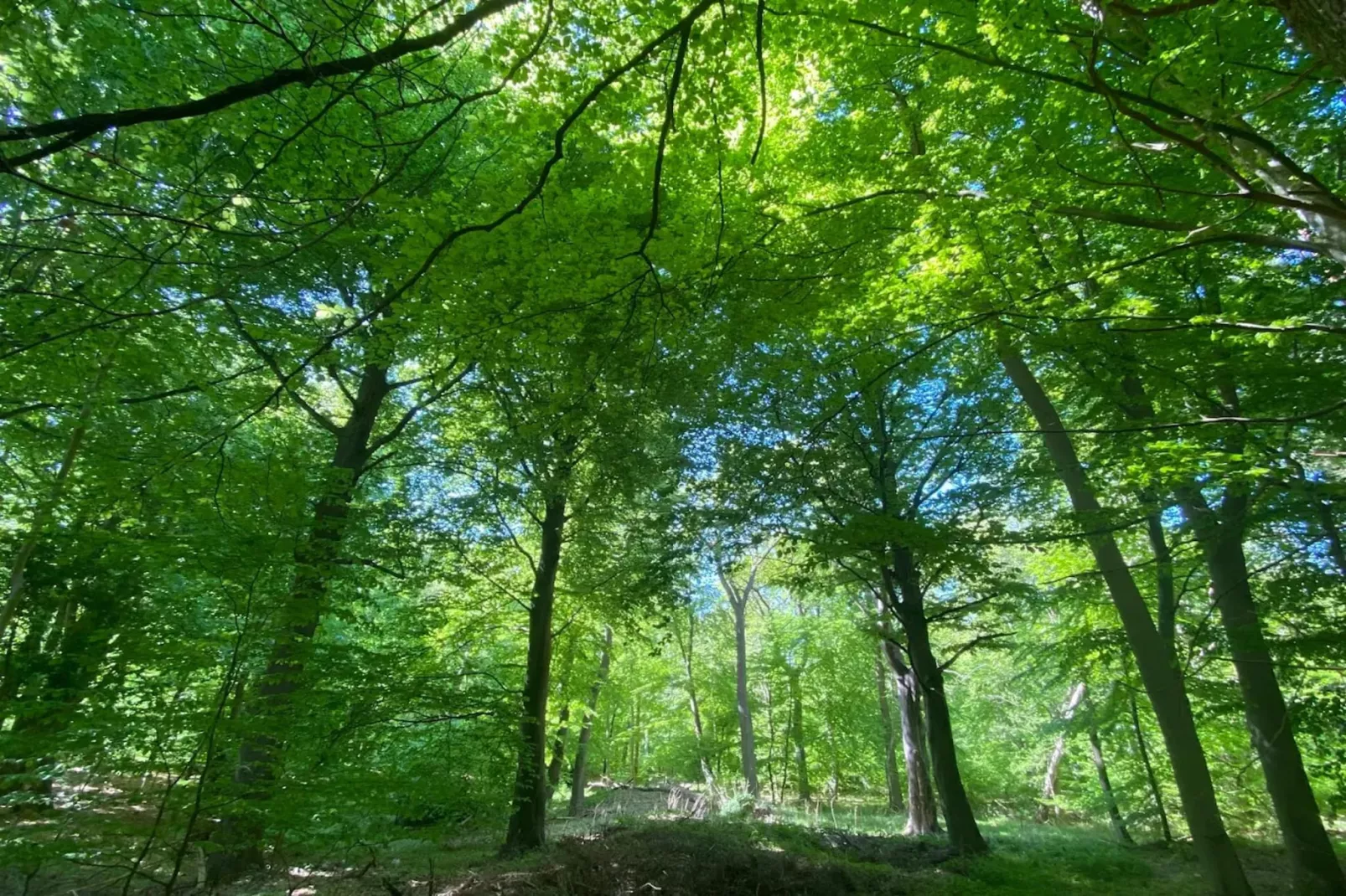 Seeadler 42-Areas within 5km in summer