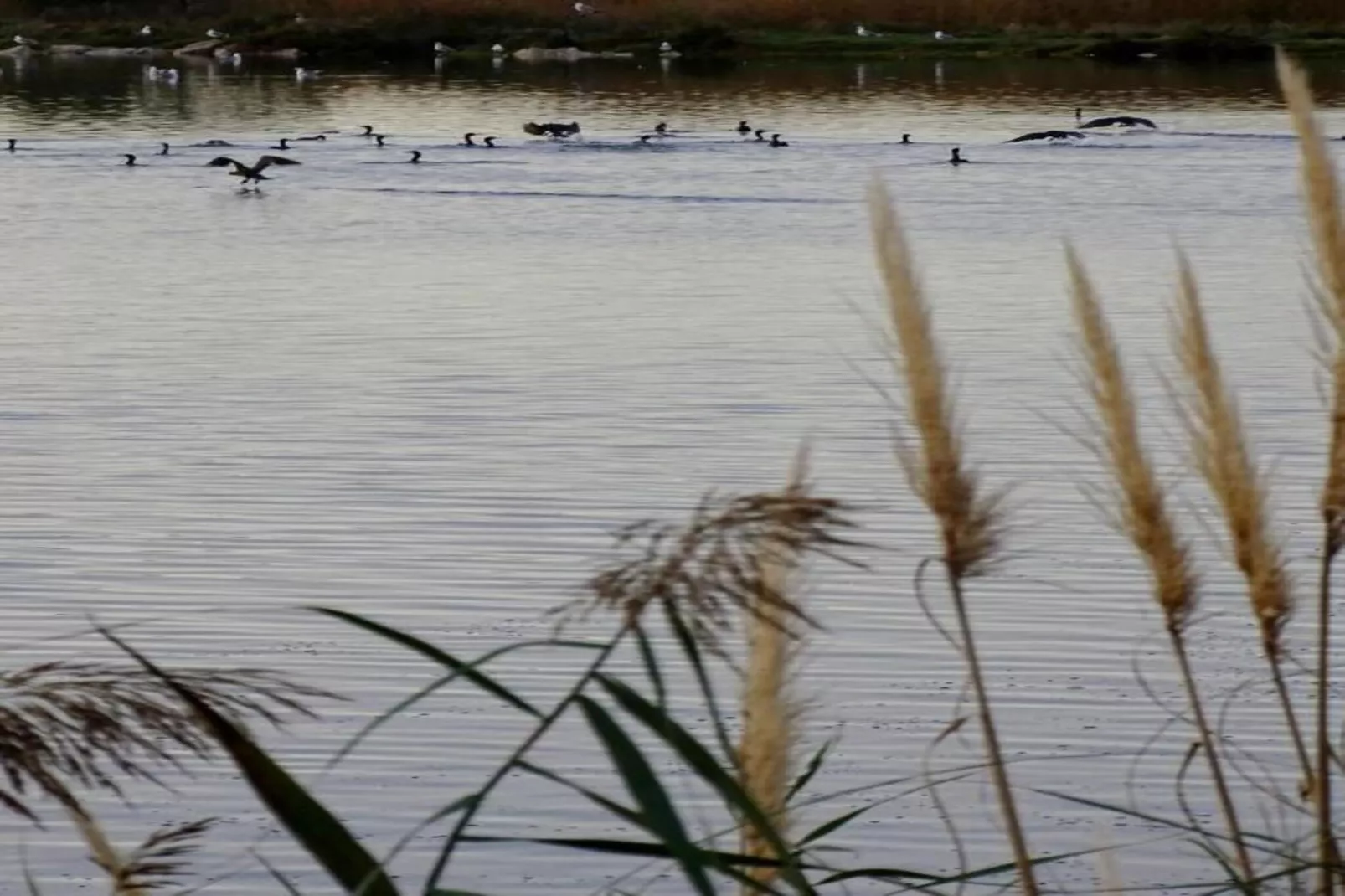 Résidence Cap Camargue Med 3-Zones été à 20 km