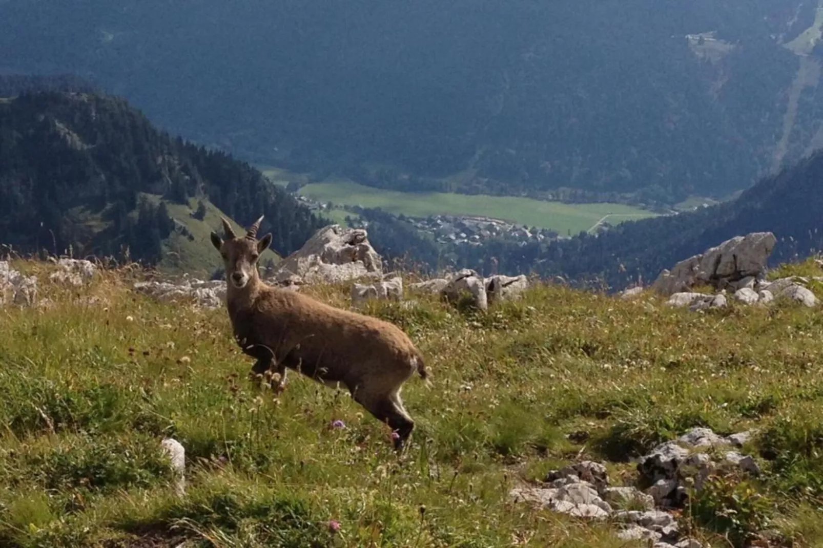 Chalet Sherwood Forest-Areas within 20km in summer