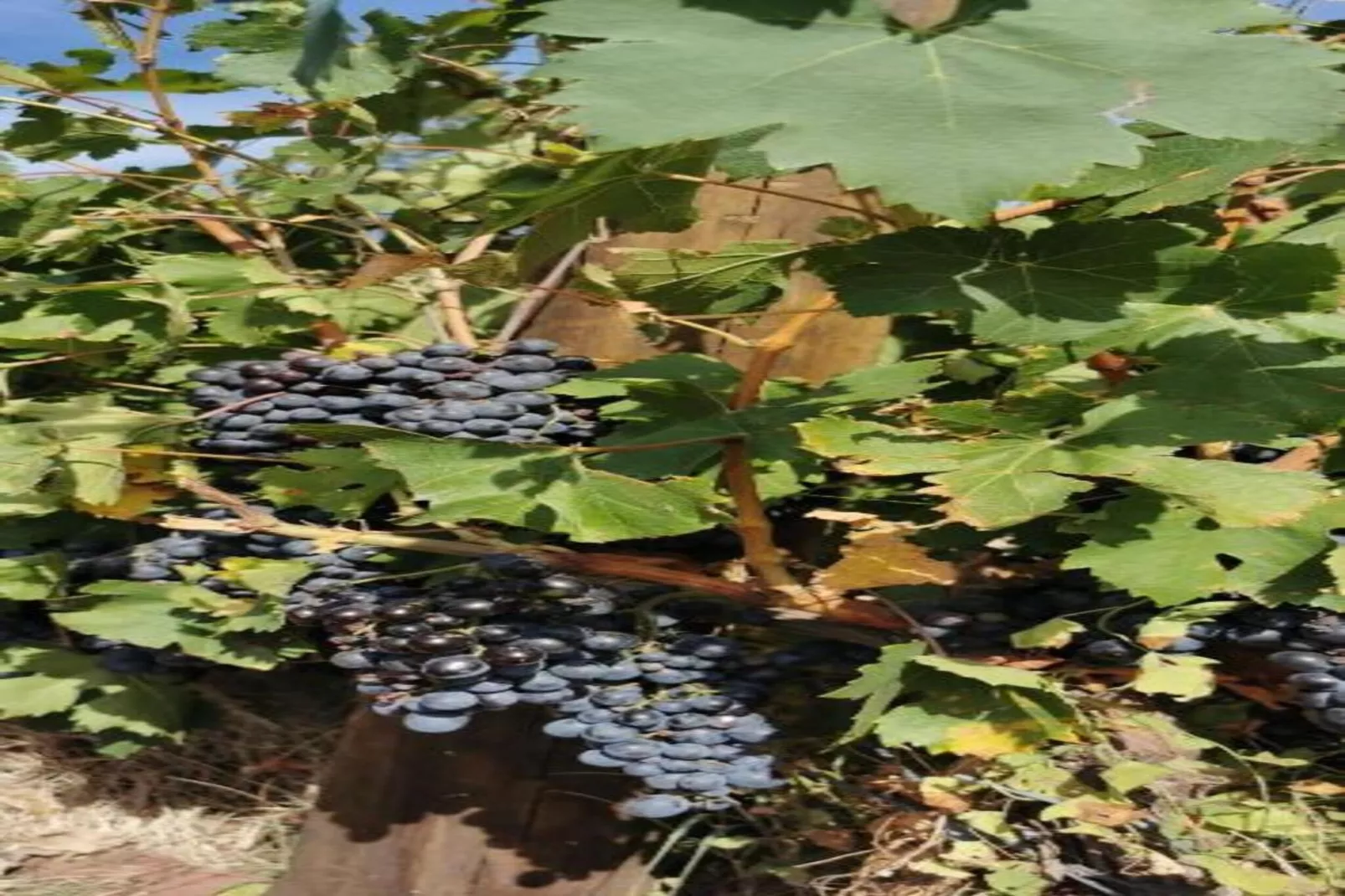 Villa Vida - Areas within 20km in summer