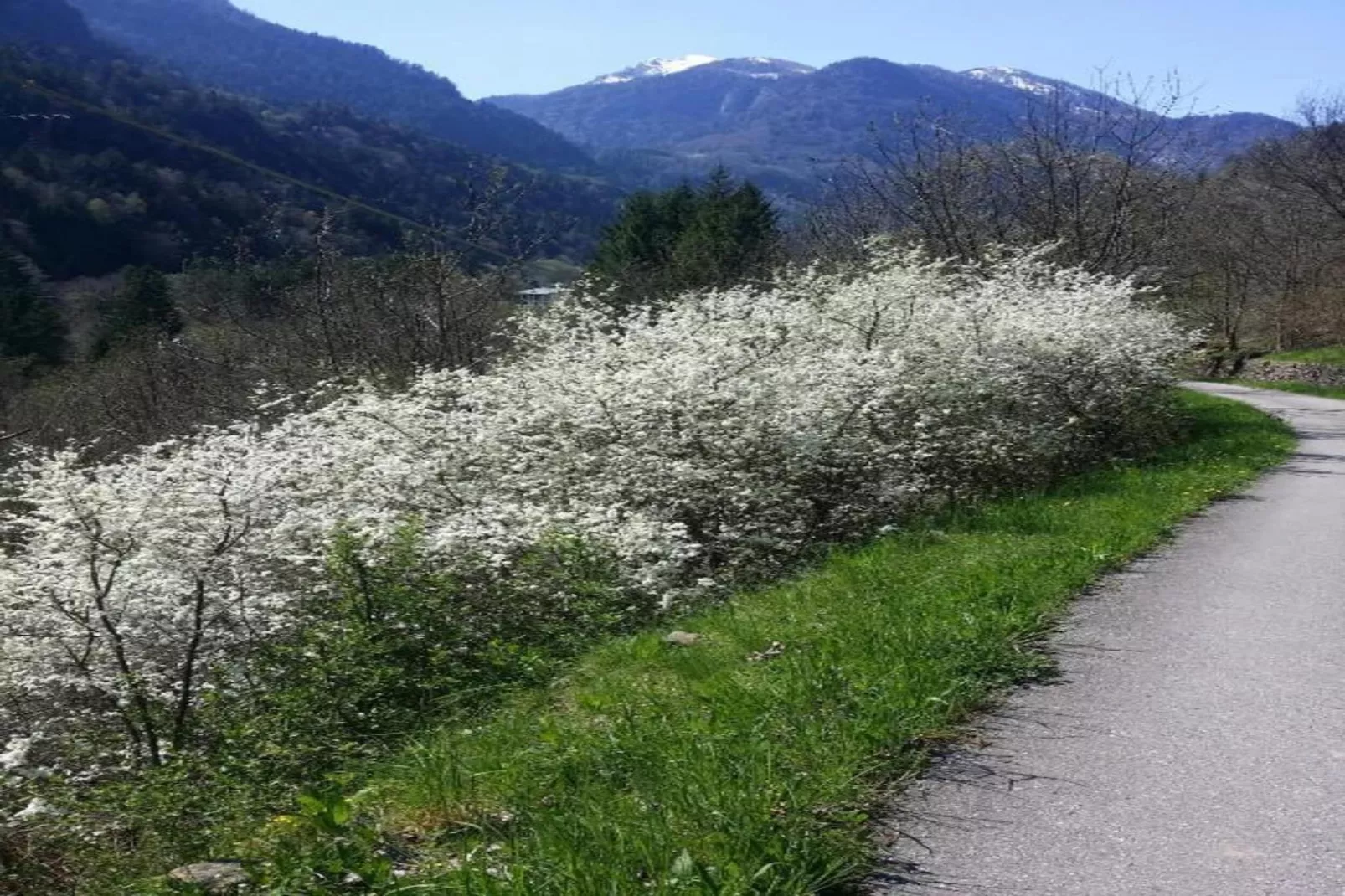 Ronco Frati-Areas within 20km in summer