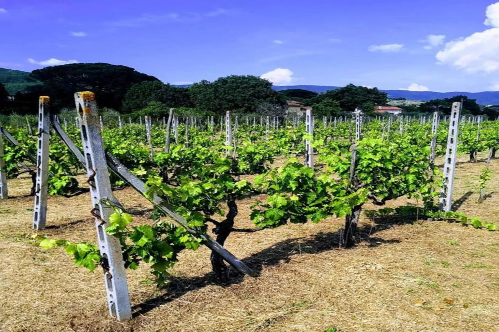 Camillo-Areas within 20km in summer