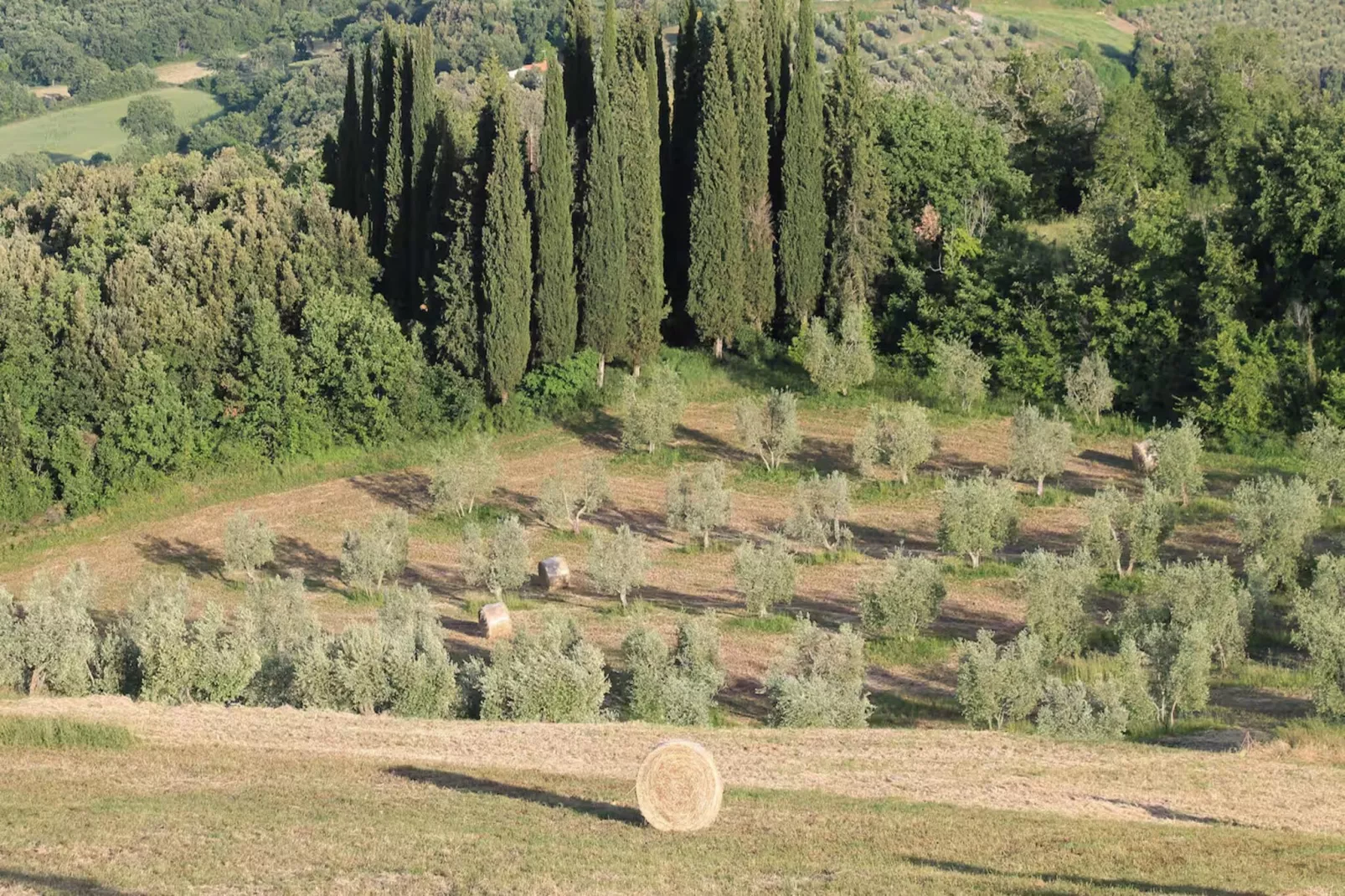 Paulonia-Areas within 20km in summer