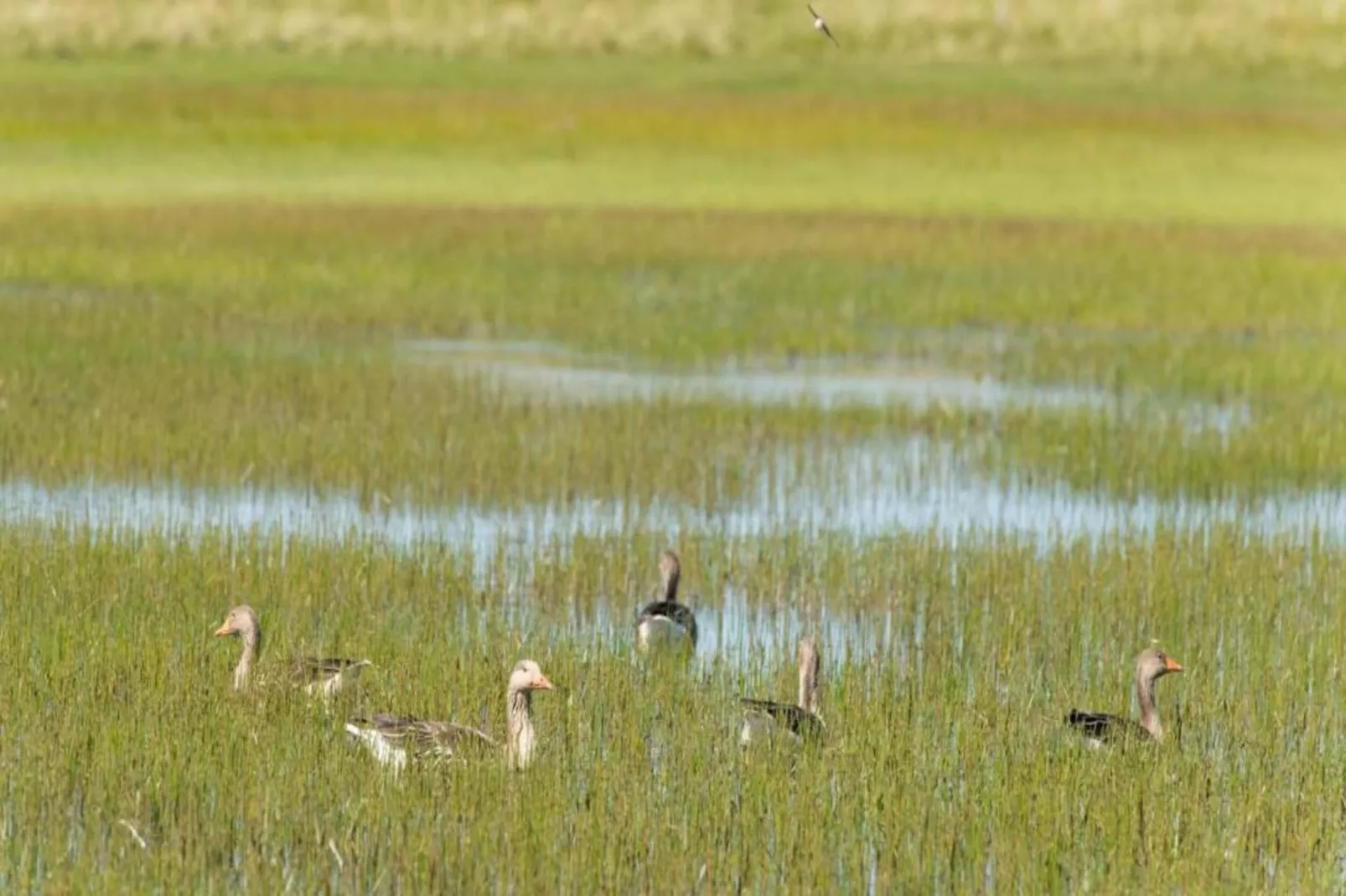 Duindroom op Terschelling-Areas within 20km in summer