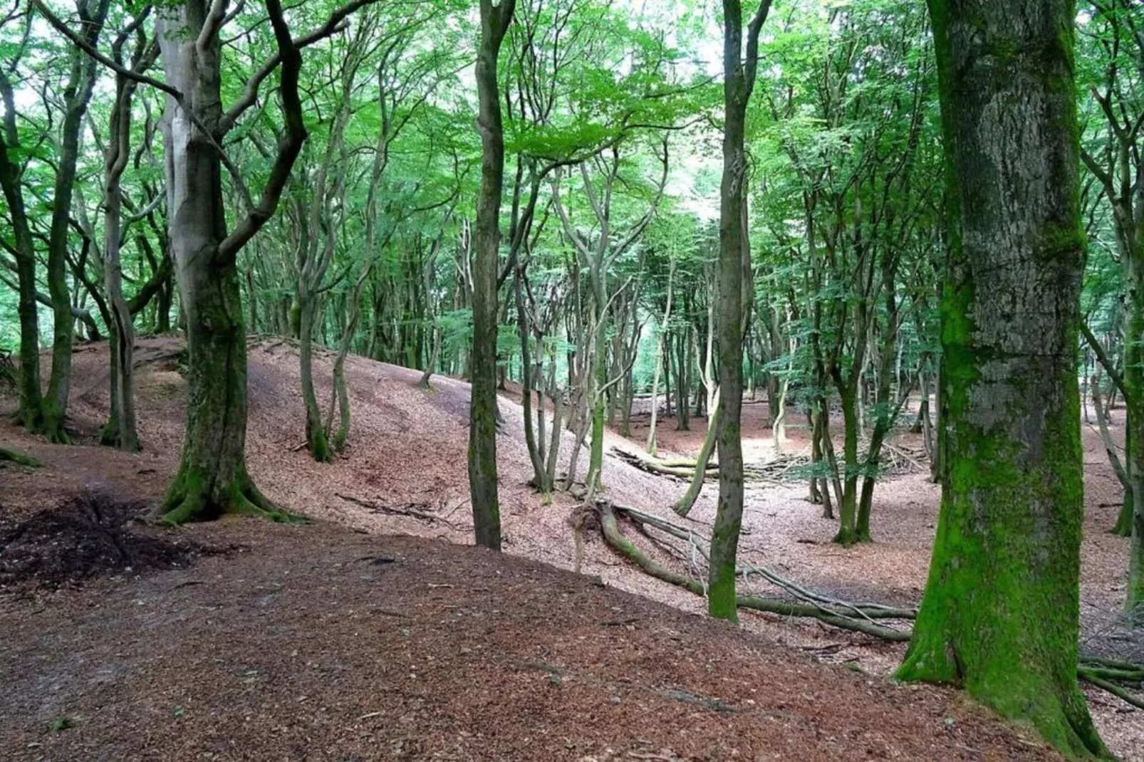 De Veluwse Hoevegaerde 1-Areas within 5km in summer