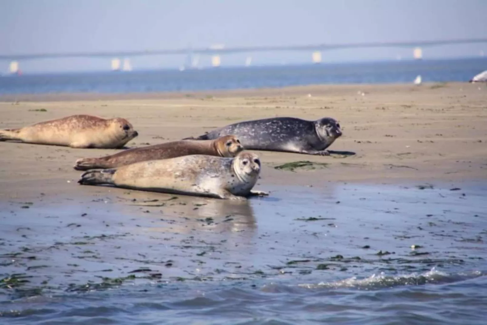 Resort Waterrijk Oesterdam 13-Areas within 20km in summer