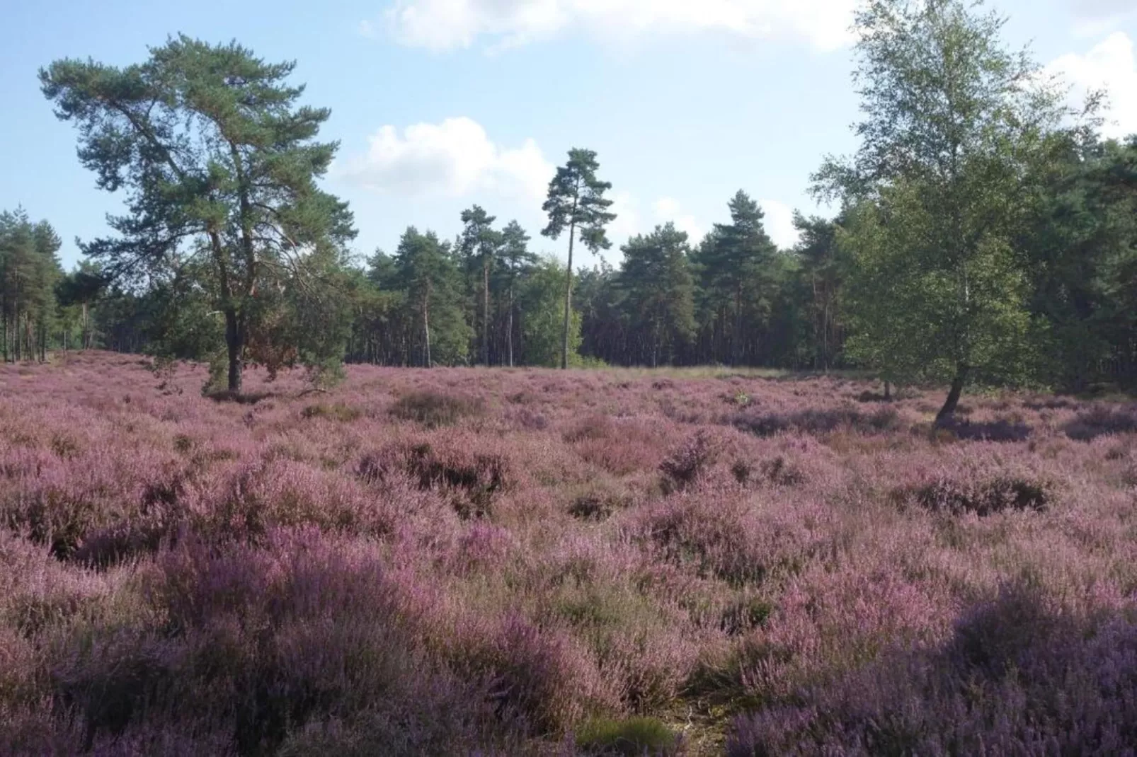 Recreatiepark Duinhoeve 12-Gebiete Sommer 20 km
