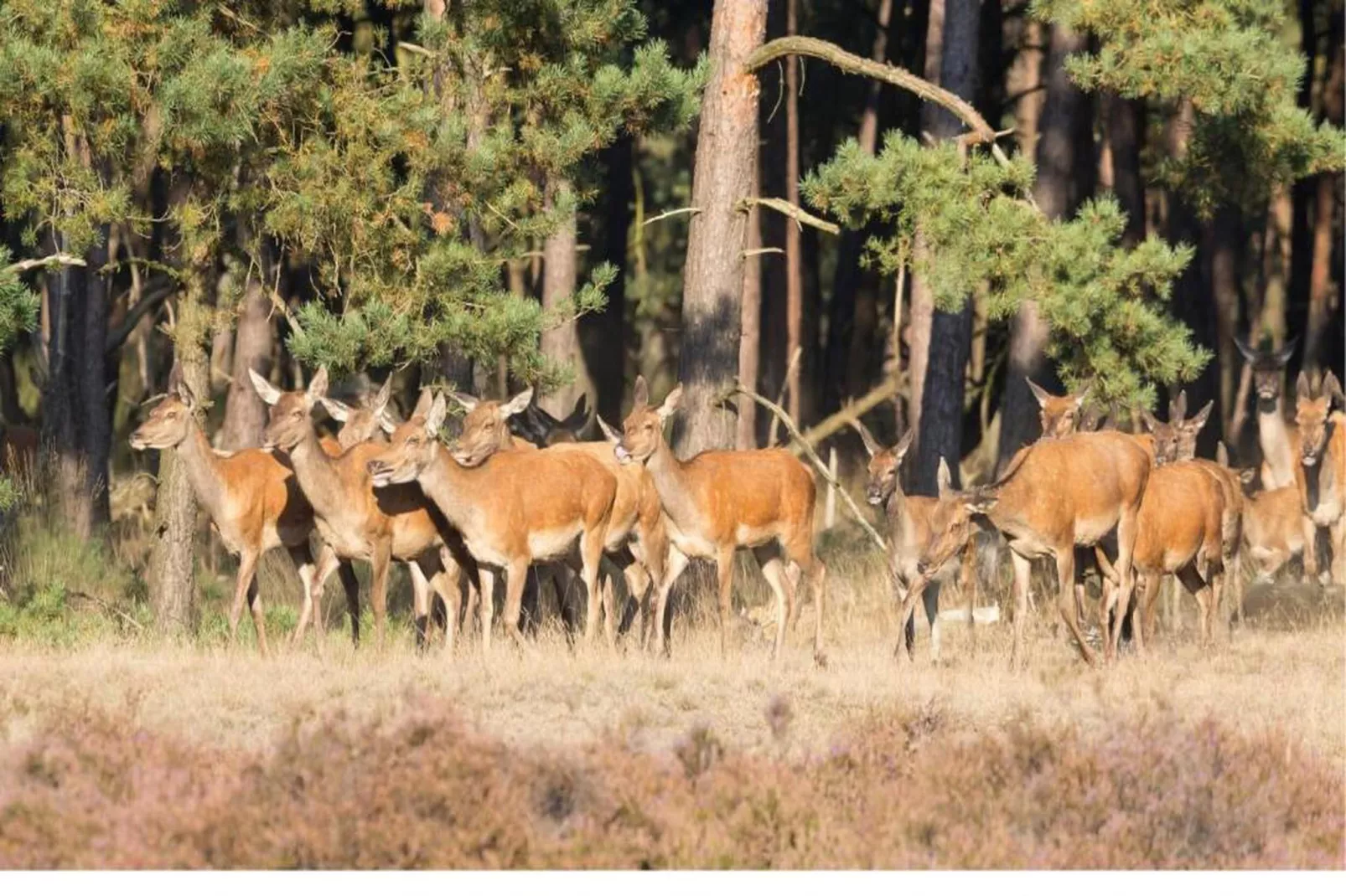 Bospark de Schaapskooi 5-Areas within 20km in summer
