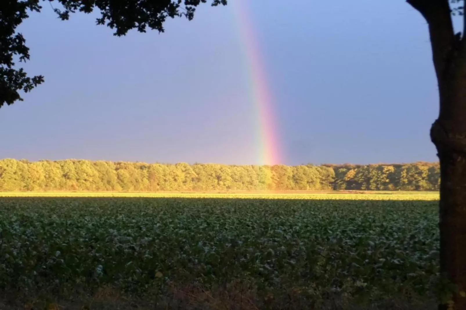 De Drentsche Patrijs-Areas within 20km in summer